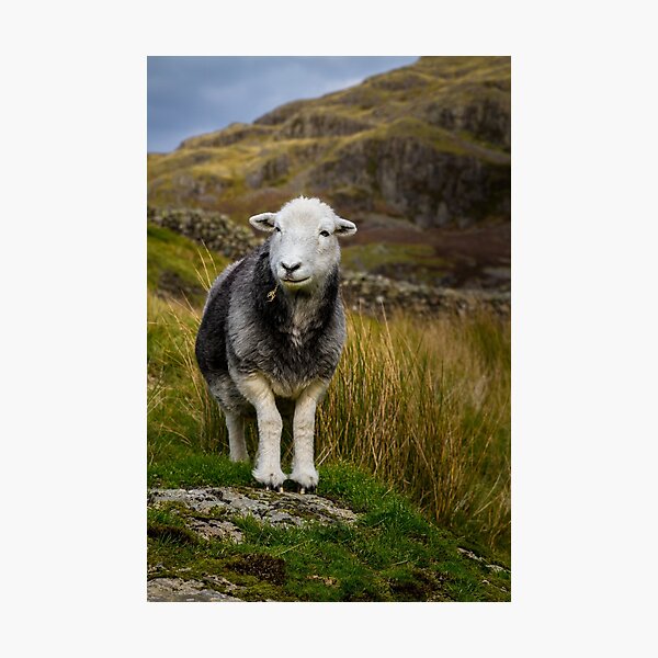 Item preview, Herdwick Sheep designed and sold by JStanley19.