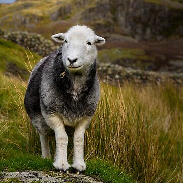 Herdwick Sheep laying on the edge of a fell. Lake District, Cumbria, UK. (Wall Art. Fine Art Print. Landscape deals Photography Gift)