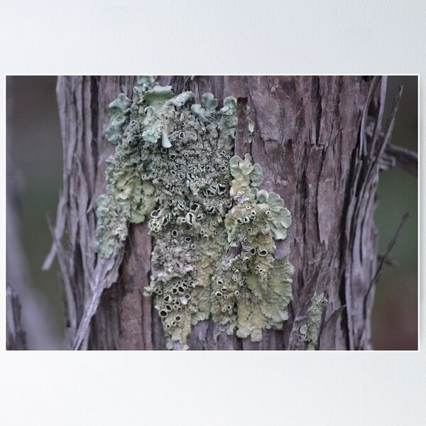 Item preview, Lichen on Bark designed and sold by Helen Greenwood.