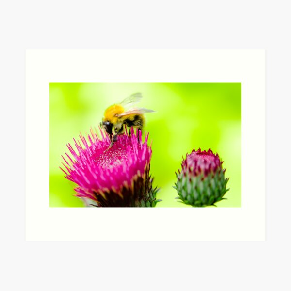 Bumble Bee on Thistle Art Print