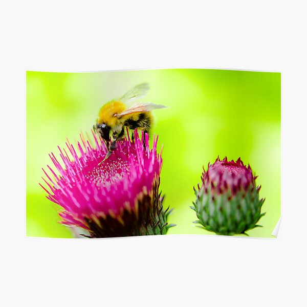 Bumble Bee on Thistle Poster