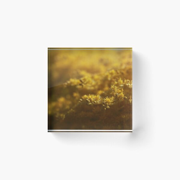 Item preview, Sedum designed and sold by StampCity.