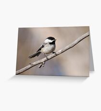 Black-capped Chickadee Greeting Card