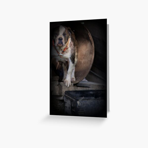 Farm Yard Dog Greeting Card