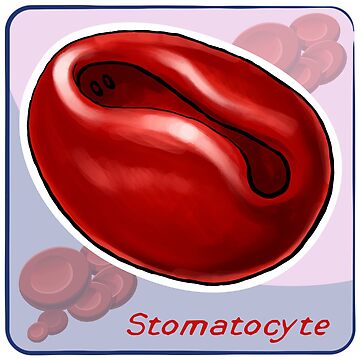 Artwork thumbnail, Stomatocyte by John Chilton