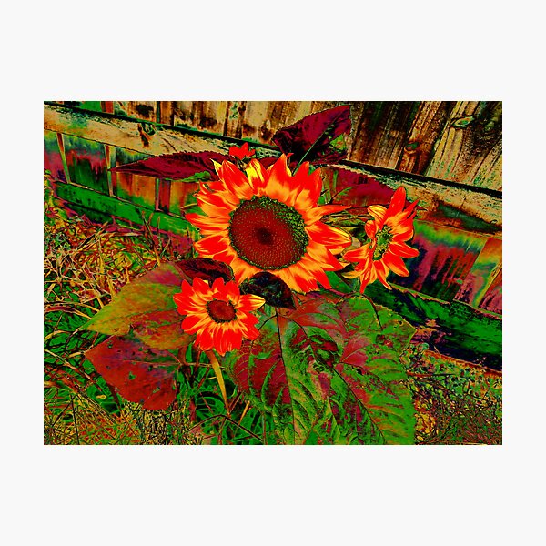 Item preview, sunflower designed and sold by DMEIERS.