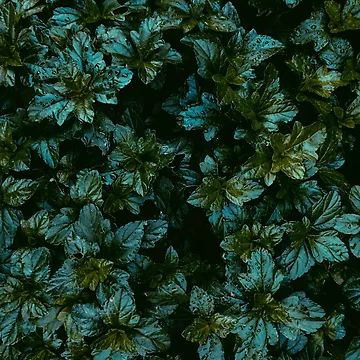 Artwork thumbnail, Dark leaves by Basic310