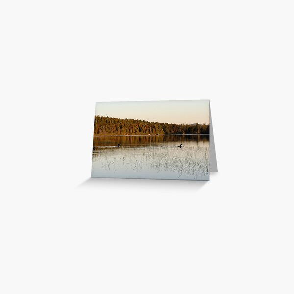 Loons at Sunset Greeting Card
