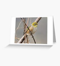 Silver Eye Greeting Card