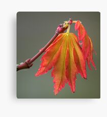 Acer leaves Canvas Print