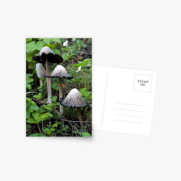 Item preview, Out Of Sight designed and sold by Charles & Patricia   Harkins ~ Picture Oregon.