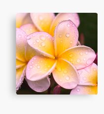 happy earth day, 2013!!! Canvas Print