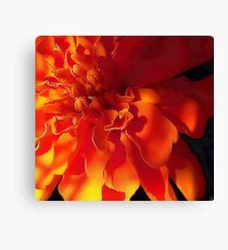 Orange Light and Shadow Canvas Print