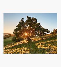 Sun Tree Photographic Print