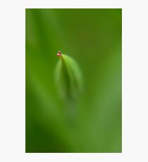 Buying new soul Photographic Print