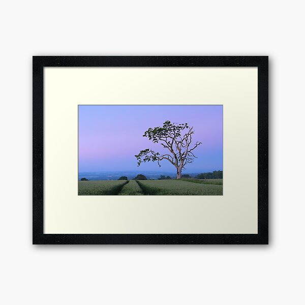 Characterful Tree, Muthill Framed Art Print