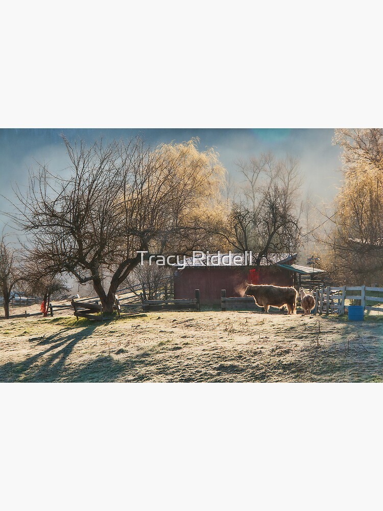 Morning Farmyard 1 by taos