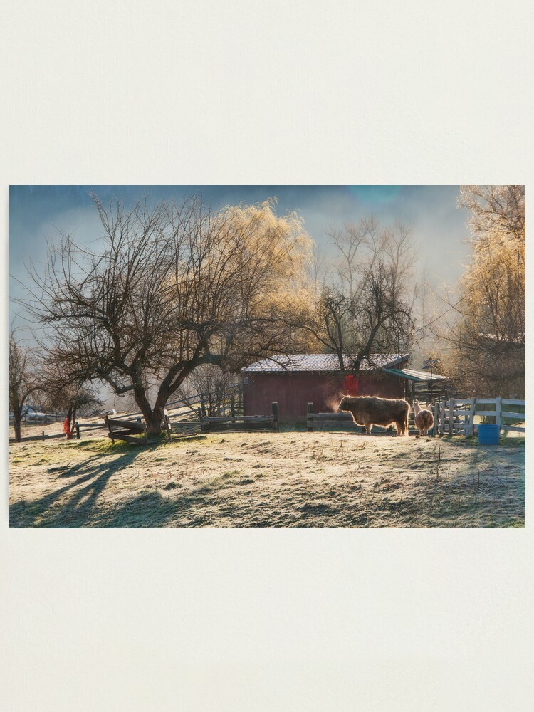 Alternate view of Morning Farmyard 1 Photographic Print
