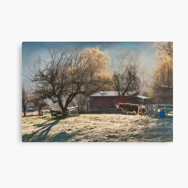 Morning Farmyard 1 Canvas Print