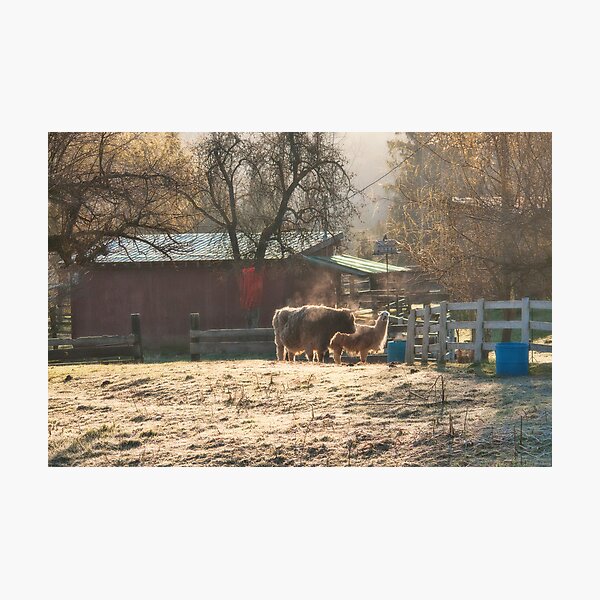 Morning Farmyard 2 Photographic Print