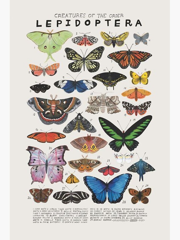 90s butterfly aesthetic by elinguinness