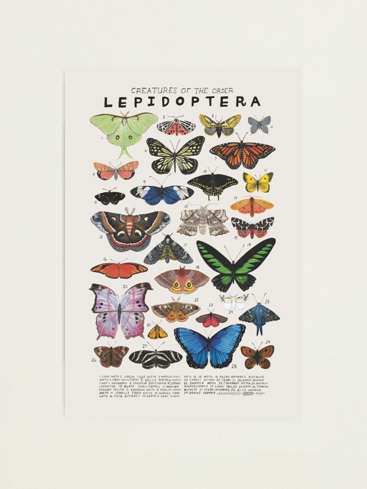 Alternate view of 90s butterfly aesthetic Photographic Print