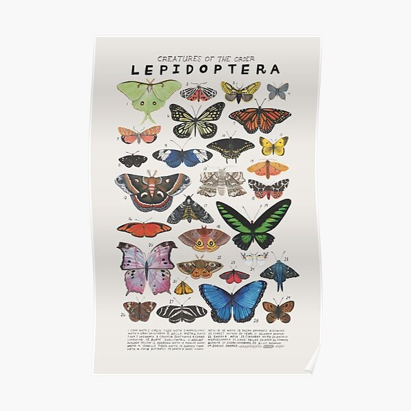 90s butterfly aesthetic Poster