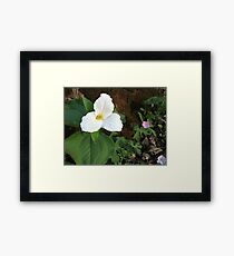 Trillium in the Evening Sun Framed Print