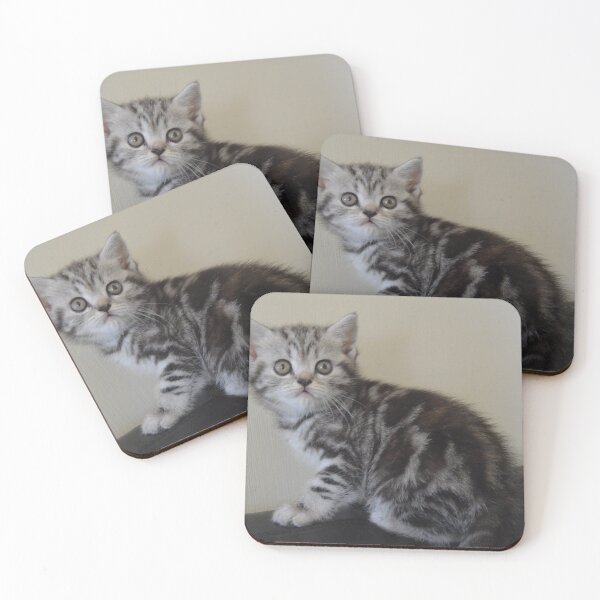 Item preview, Tortie silver tabby British shorthair kitten designed and sold by catdesign.