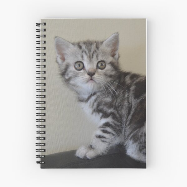 Item preview, Tortie silver tabby British shorthair kitten designed and sold by catdesign.