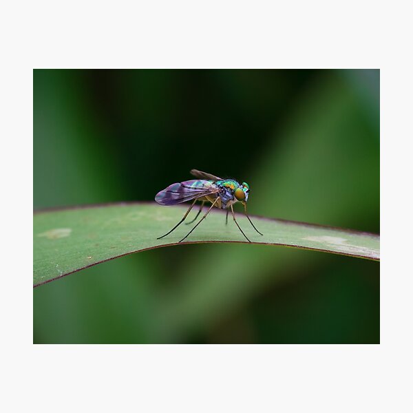 Item preview, Spectral Fly designed and sold by dlamb.