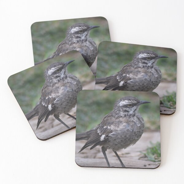 Item preview, Long-Tailed Mockingbird designed and sold by ILove-Photos.