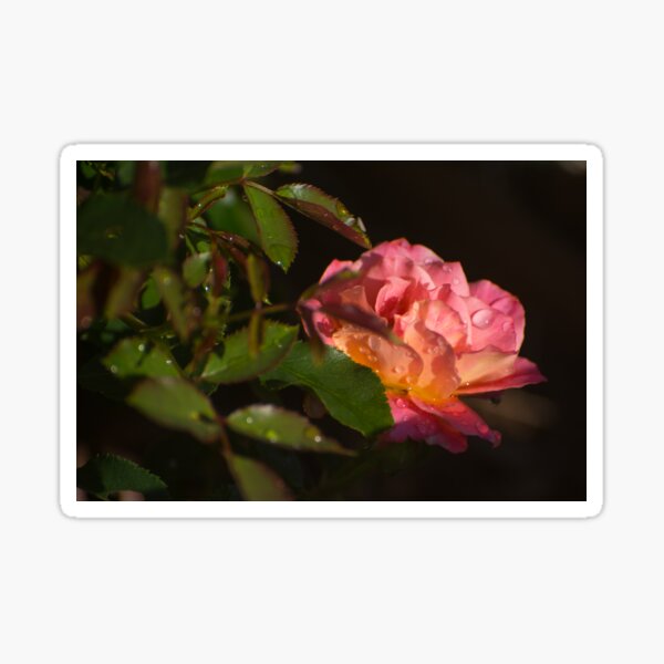 Rose Glazed with Rainwater Sticker
