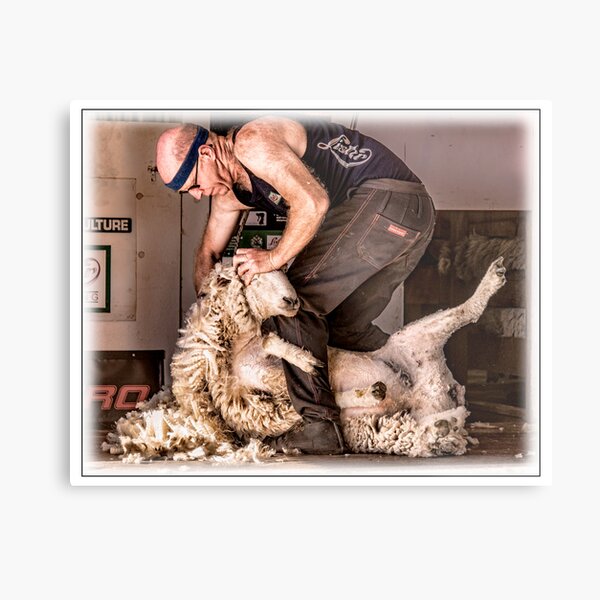 Sheep shearing Metal Print