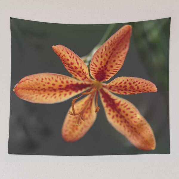 Item preview, Blackberry Lily designed and sold by StampCity.