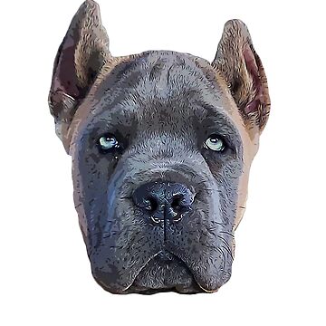 Cane Corso Puppy Dog Fawn Formentino Art Board Print