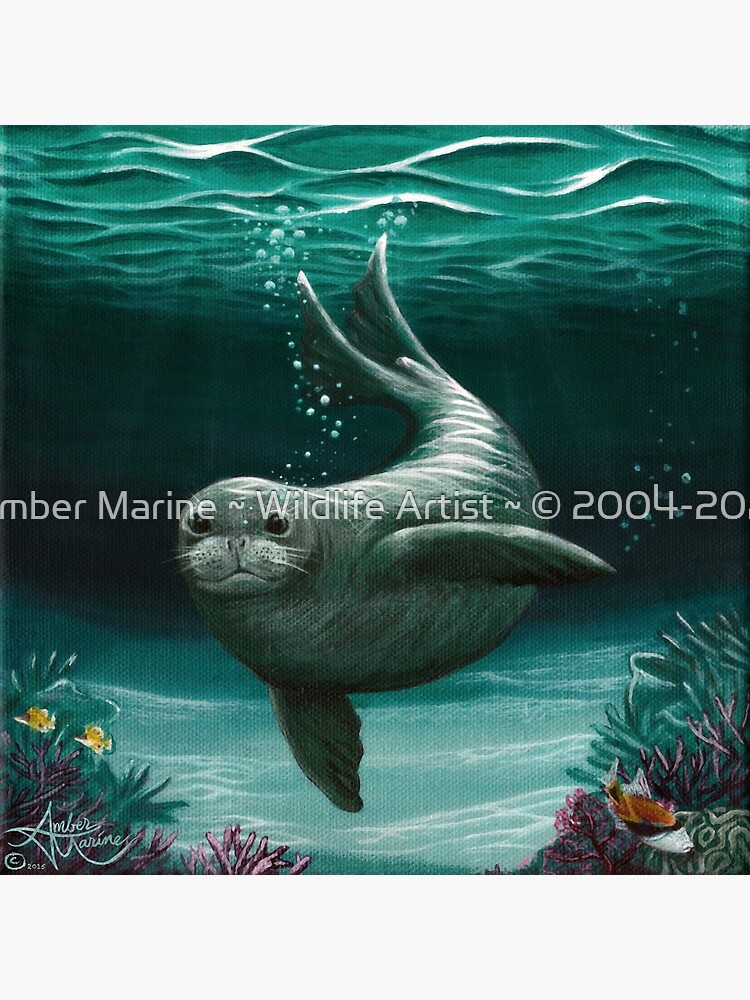 "Hawaiian Monk Seal" by Amber Marine ~ Acrylic painting, art © 2015 by AmberMarine