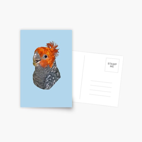 Gang-gang Cockatoo portrait 4 Postcard