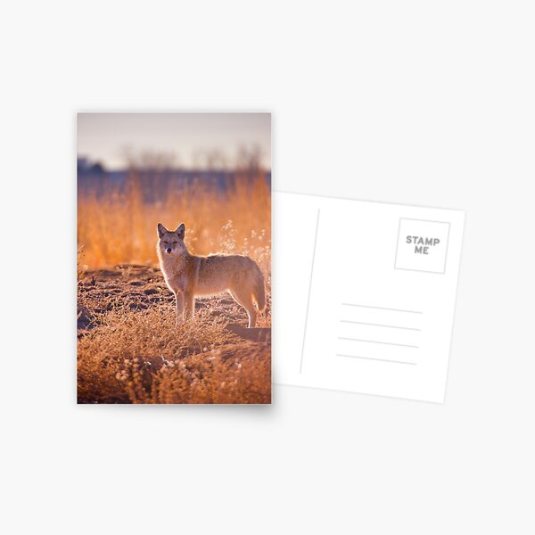 The Hunter Postcard