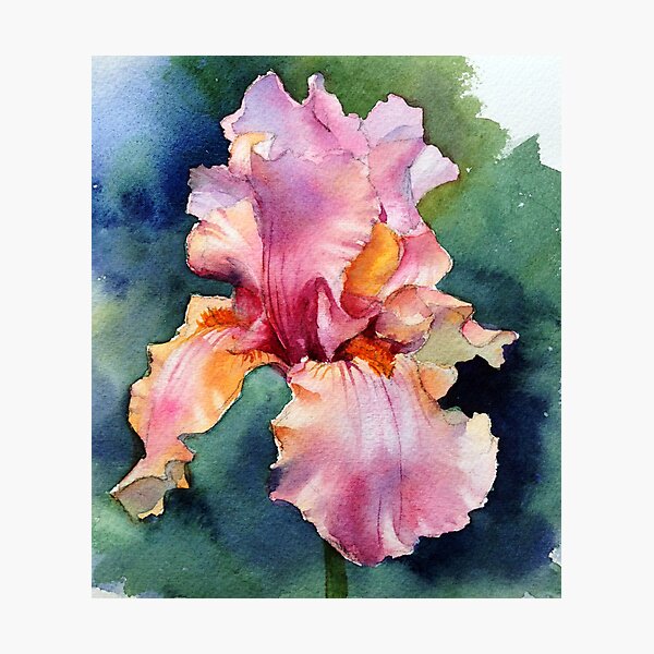Afternoon Delight Iris Photographic Print