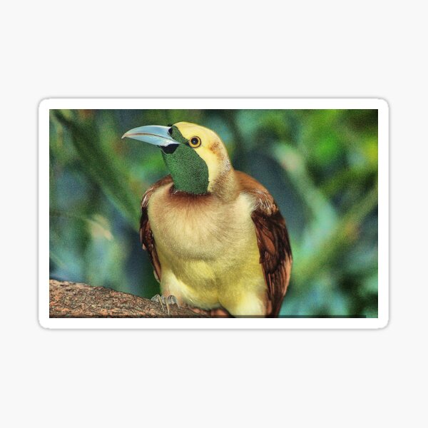Paradise Birds II Sticker