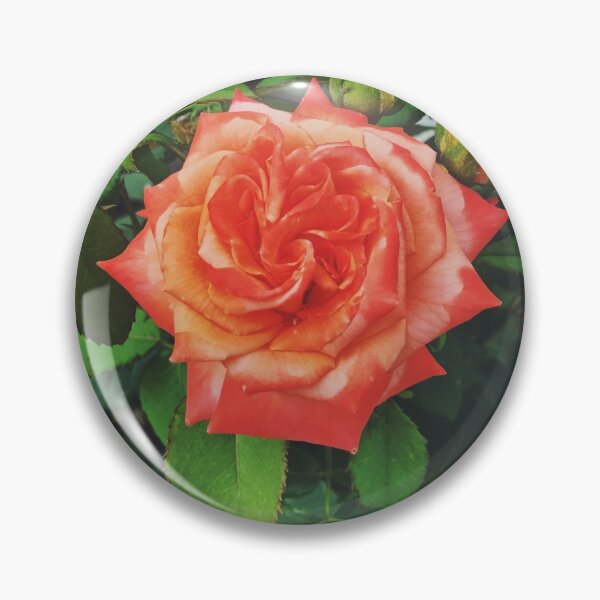 Item preview, A two tone full bloom rose with two buds. designed and sold by ninjapineapple.