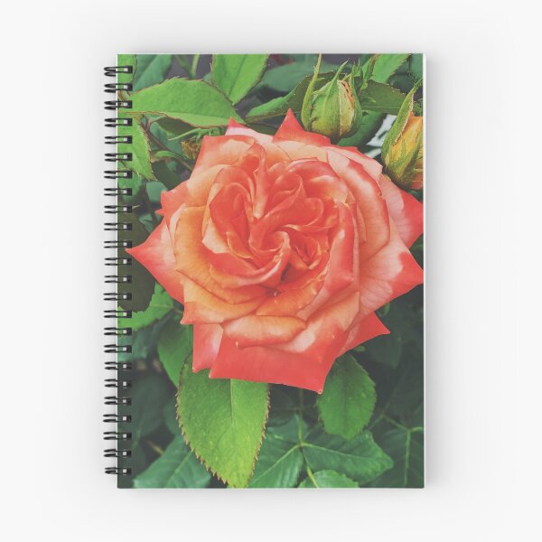 Item preview, A two tone full bloom rose with two buds. designed and sold by ninjapineapple.