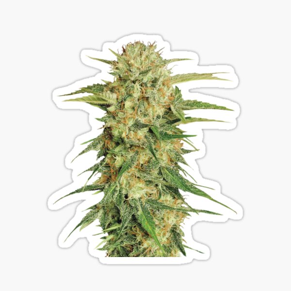 Item preview, Weed Plant Buds designed and sold by Cloudy--Skies.