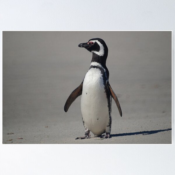 Item preview, Magellanic Penguin, Falkland Islands designed and sold by Geoffrey Higges.