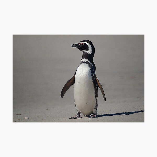 Item preview, Magellanic Penguin, Falkland Islands designed and sold by Geoffrey Higges.