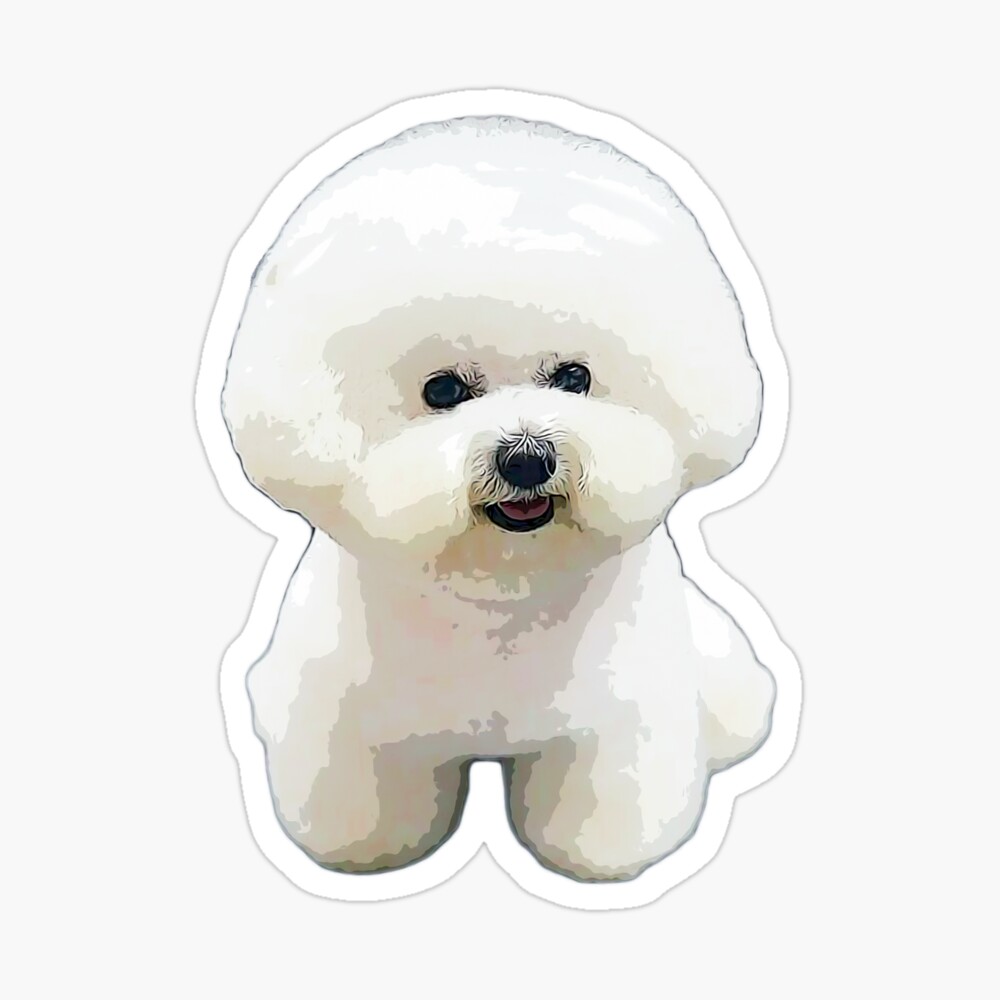 bichon frise small white dog