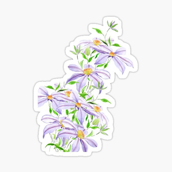 climbing purple clematis florida watercolor  Sticker