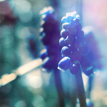 Artwork thumbnail, Spring Light by Sybille Sterk