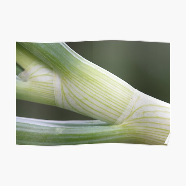 spring onion de Cucuron Poster